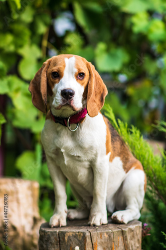 Portrait of cute beagle dog on a green meadow