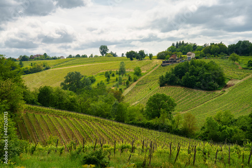 Vineyards in Oltrepo Pavese  italy  at springtime