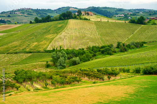 Vineyards in Oltrepo Pavese, italy, at springtime