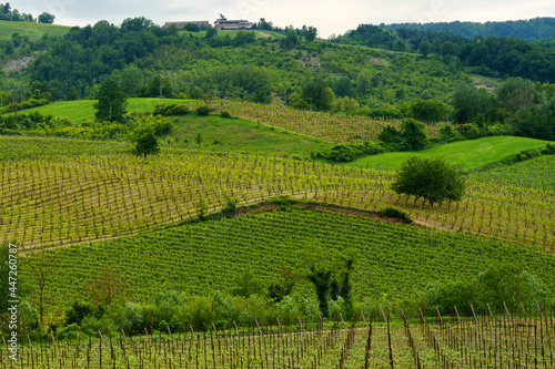 Vineyards in Oltrepo Pavese  italy  at springtime