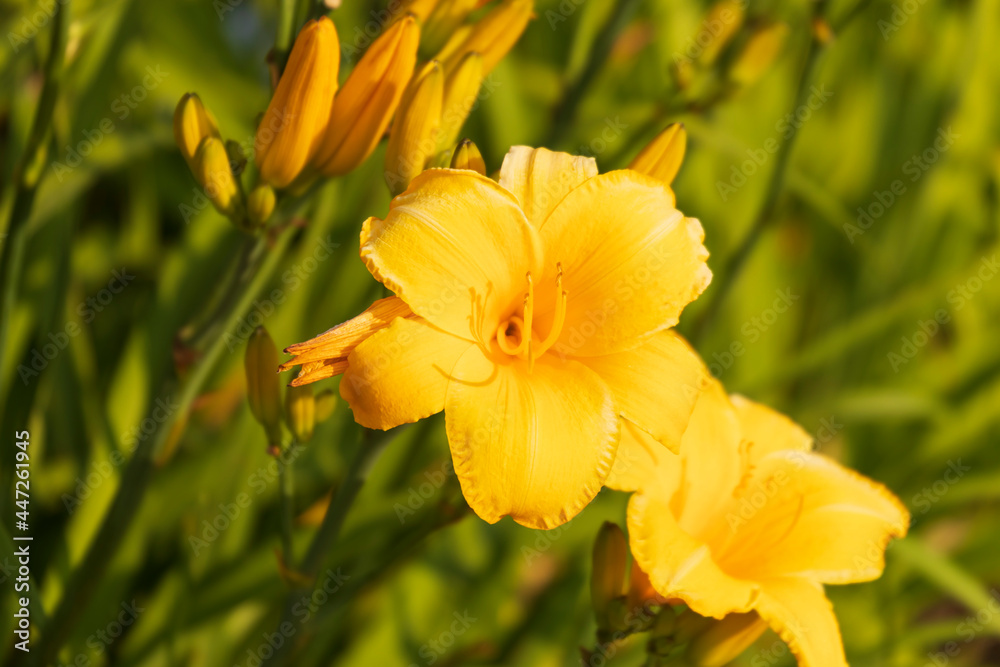 group of large yellow lilies found on a walk