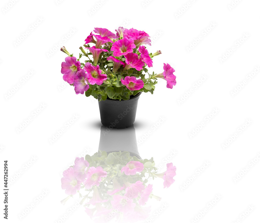 flower beautiful bouquet of lilac in a pot isolated on white background with clipping path