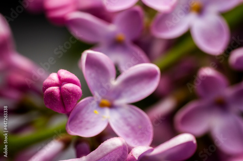 Extreme close up image of lilac blossom