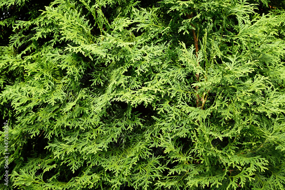 Thuja bright satureated green texture. Branches close-up.