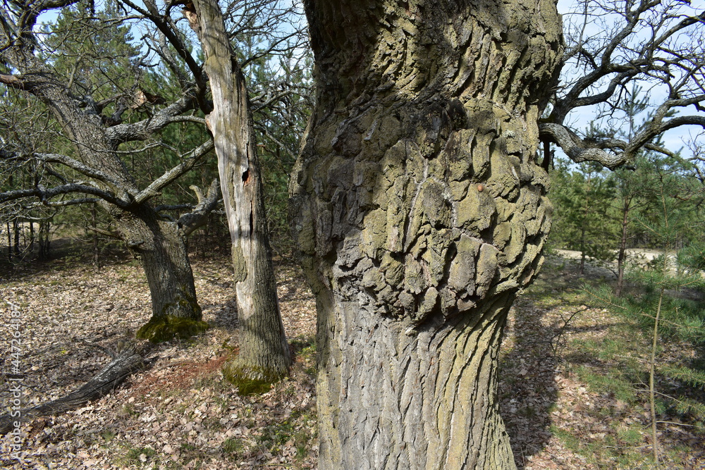 Fototapeta premium tree trunk