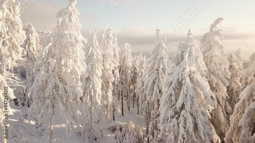Dlog Drone view of the Feldberg Taunus Schmitten area during a cold winter day. Trees covered in snow and ice. Forrest in snow. Filmed during sunrise. Snow is wonderfully coloured in orange and red.