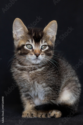 Tricolor domestic kitten looking aside on the black background
