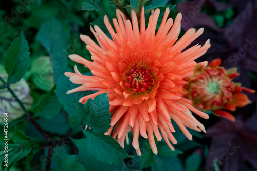 Field of cosmos flower