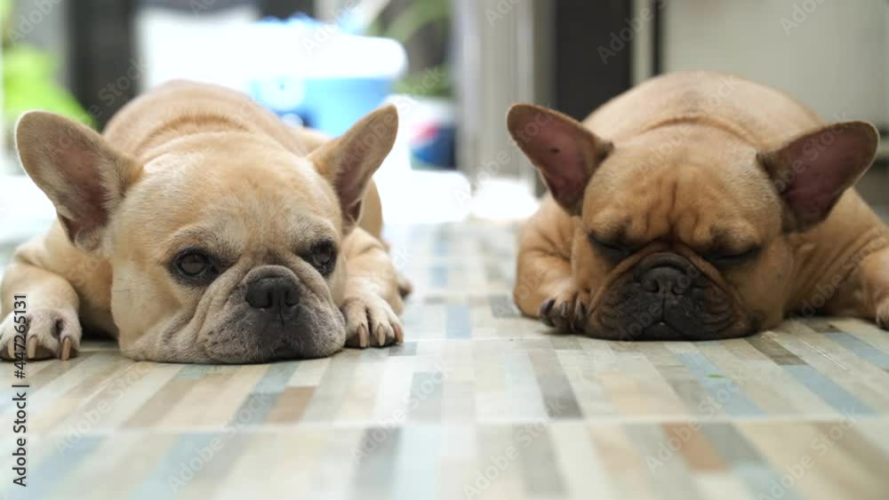 Adorable French bulldog lying on tile floor indoor. Adorable French bulldog lying on tile floor indoor.
