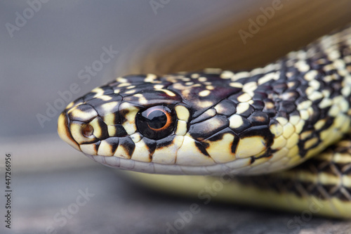 Green whip snake (Hierophis viridiflavus) portrait photo