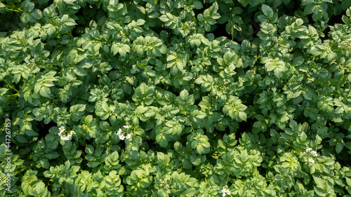 Summer potato field with white flowers in bloom from above  aerial view taken with drone. High quality photo