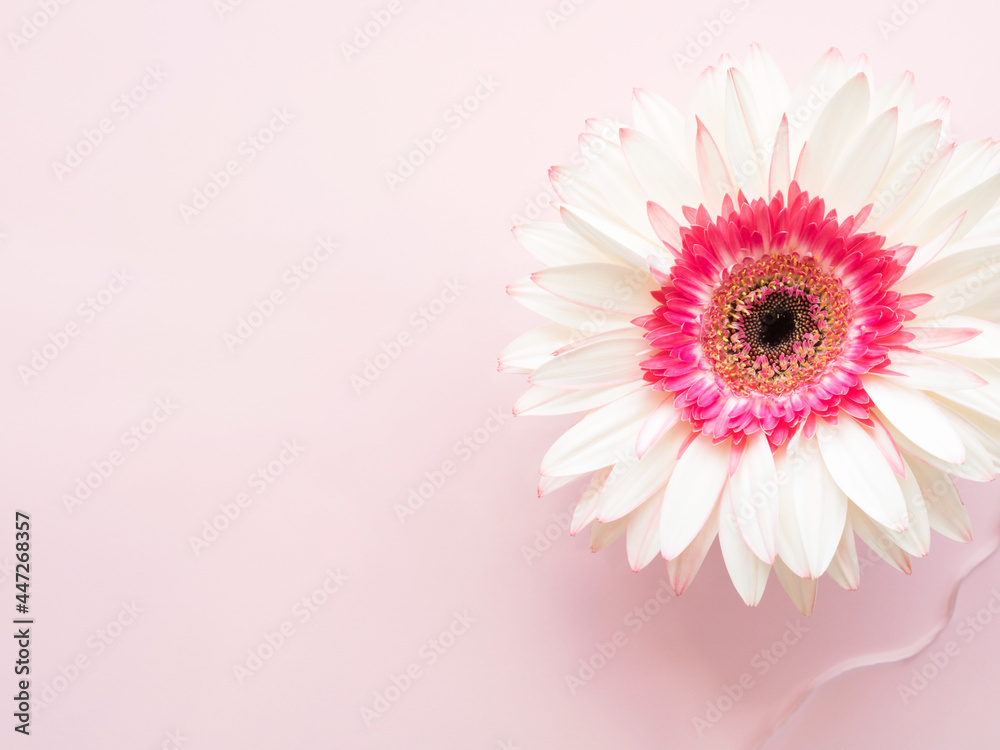 White beautiful gerbera daisy flower on pink background in water