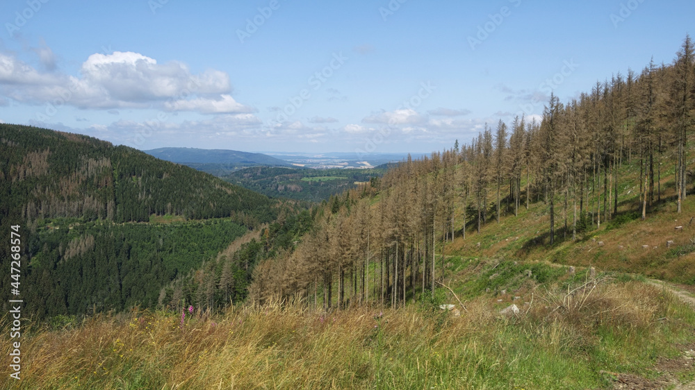 Harz - Rammelsberg, trockener Fichtenwald, Niedersachsen, Deutschland, Europa