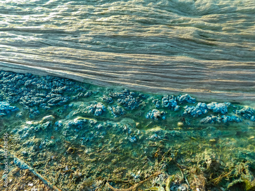 Algae. Blue-green algae on the surface of the water. Flowering water as background or texture