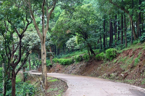 Concrete pathway to Kemmangundi amidst rain forest, Karnataka, India photo