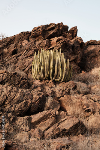 Landscape of a cactus and rocks in Gran Canaria desert