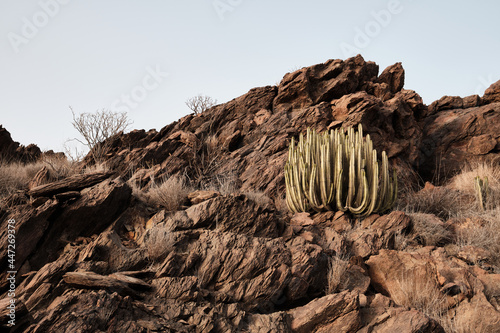 Landscape of a cactus and rocks in Gran Canaria desert