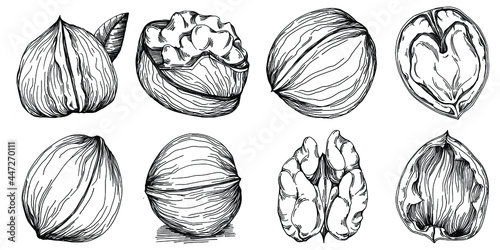 Walnut hand-drawn Vector Illustration isolated on white background. Retro style farm product for restaurant menu, market label, logo, emblem and kitchen design. Decoration for food packaging.