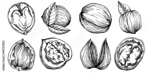 Walnut hand-drawn Vector Illustration isolated on white background. Retro style farm product for restaurant menu, market label, logo, emblem and kitchen design. Decoration for food packaging.