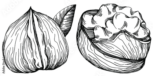 Walnut hand-drawn Vector Illustration isolated on white background. Retro style farm product for restaurant menu, market label, logo, emblem and kitchen design. Decoration for food packaging.