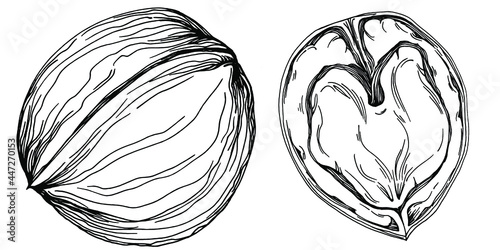 Walnut hand-drawn Vector Illustration isolated on white background. Retro style farm product for restaurant menu, market label, logo, emblem and kitchen design. Decoration for food packaging.