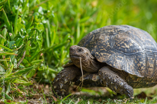 Tortoise Eating Grass © Tyrone