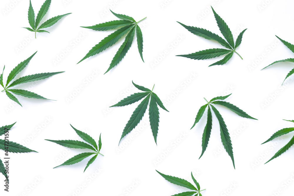 Hemp, cannabis or marijuana leaves isolated on white background top view
