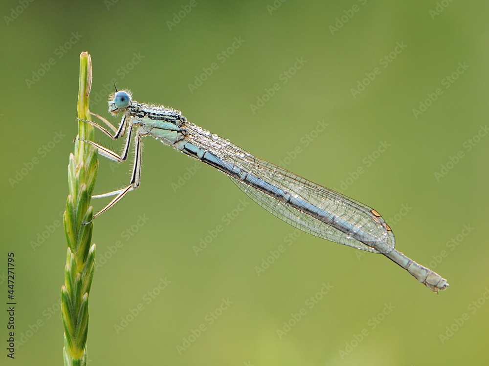 Enallagma cyathigerum is a European damselfly in dew awaiting sunrise in the dew on a blade of grass meets the dawn in a forest glade Enallagma cyathigerum is a European damselfly in dew awaiting sunrise in the dew on a blade of grass meets the dawn in a forest glade