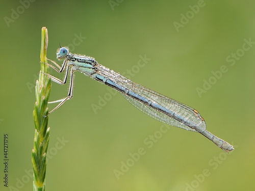 Enallagma cyathigerum is a European damselfly in dew awaiting sunrise in the dew on a blade of grass meets the dawn in a forest glade