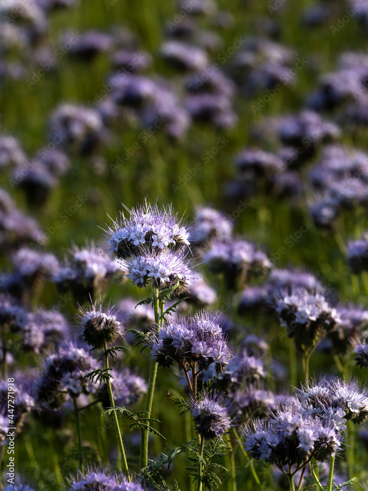 Fototapeta premium Blühende Phacelia, Bienenschön, Bienenwede
