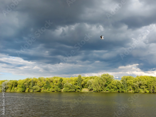 A seagull flies in the pre-storm sky along the river bank covered with forest vegetation