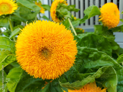 Blooming bright yellow terry sunflower