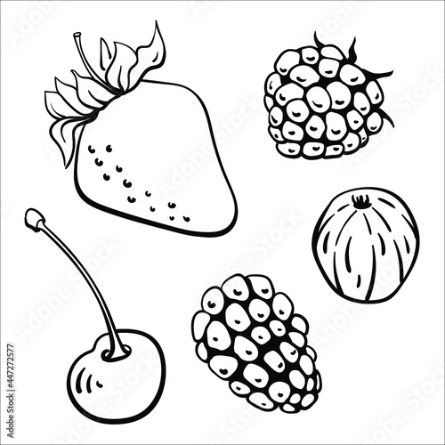 Strawberry, cherry, blackberry, gooseberry, raspberry. Black line sketch collection of fruits and berries isolated on white background. Doodle hand drawn fruits. Vector illustration	