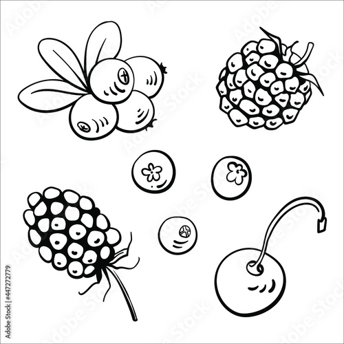 Cranberry, blackberry, raspberry, cherry, lingonberry. Black line sketch collection of fruits and berries isolated on white background. Doodle hand drawn fruits. Vector illustration	