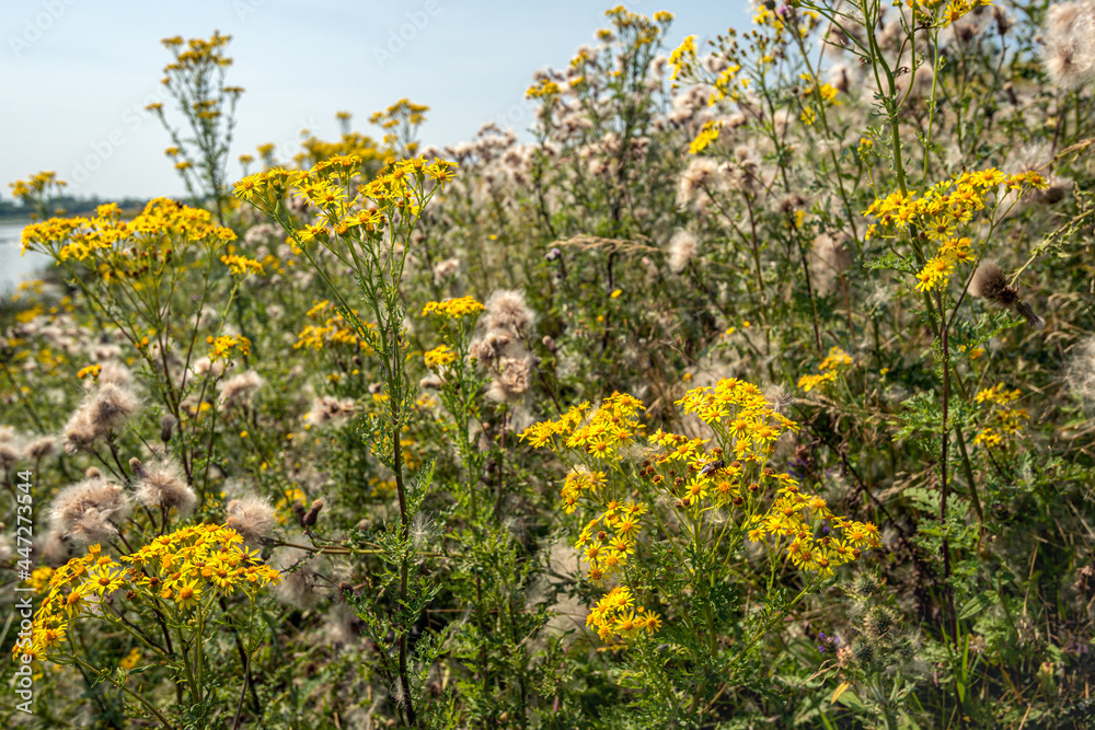 Budding, blooming and overblown wildflowers in a Dutch nature reserve on a sunny day in the summer season.
