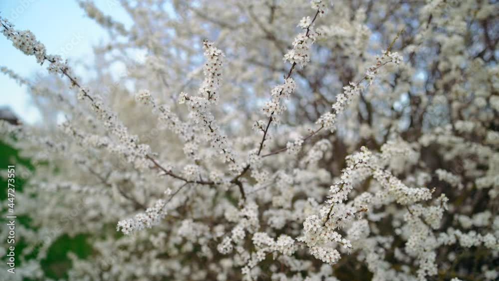 The fine branch of an apple tree, sprinkled with white flowers during spring, slow-motion frame. Persistent colors green, white. Lifestyle concept. 4k concept The fine branch of an apple tree, sprinkled with white flowers during spring, slow-motion frame. Persistent colors green, white. Lifestyle concept. 4k concept