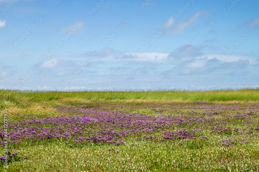 Sea lavender flowers blooming in a marshland