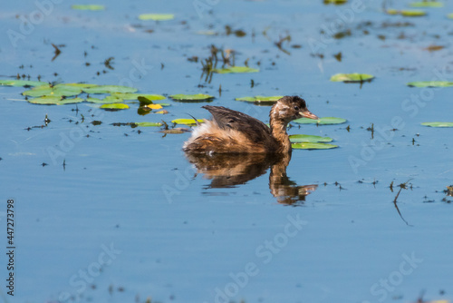 Tachybaptus ruficollis - Corcodel mic - Little grebe photo