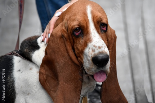 hand stroking a dog with large hanging ears of the Basset Hound breed on the street