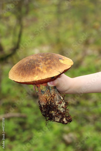 A child's hand holds a giant wild edible mushroom in the woods. Scarletina bolete or Neoboletus luridiformis. Large solid fungus with a bay-brown cap, red pores and red-dotted yellow stem.  photo