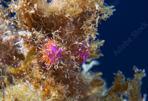 A vibrant Paraflabellina ischitana nudibranch in the Mediterranean Sea photo