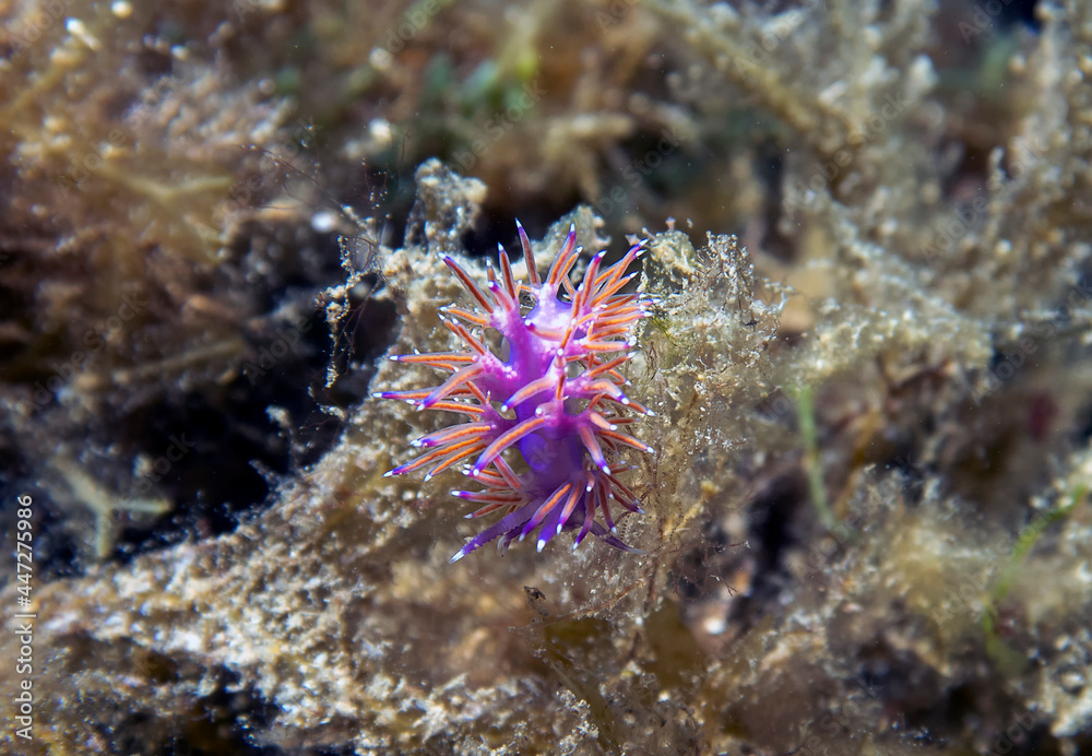 A vibrant Paraflabellina ischitana nudibranch in the Mediterranean Sea