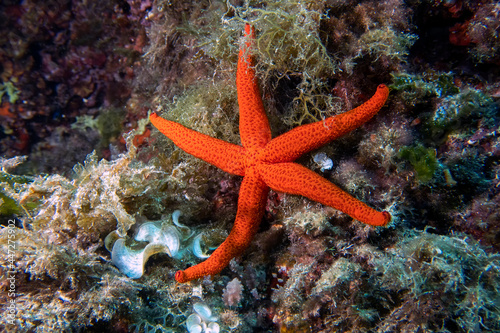 Mediterranean Red Sea Star (Echinaster sepositus) © Rob