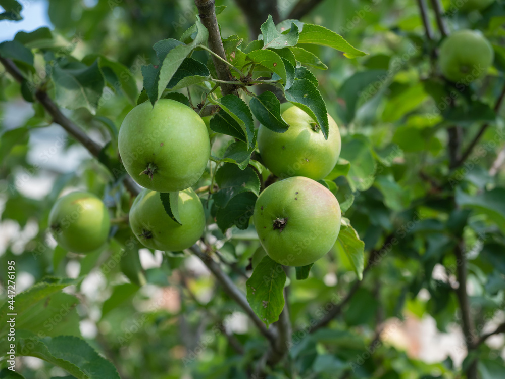 Green apples on an apple tree in the garden