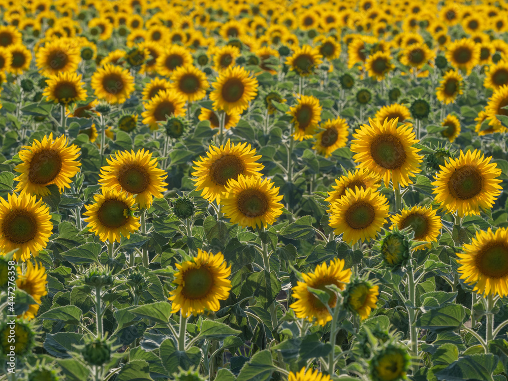 Yellow sunflowers on a field in the Pitelinsky district of the Ryazan region (Russia) in July, in sunny weather Yellow sunflowers on a field in the Pitelinsky district of the Ryazan region (Russia) in July, in sunny weather