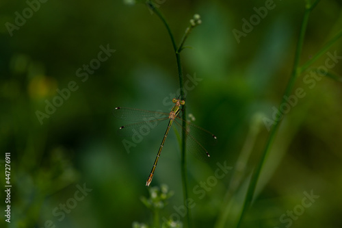 Lestes barbarus photo