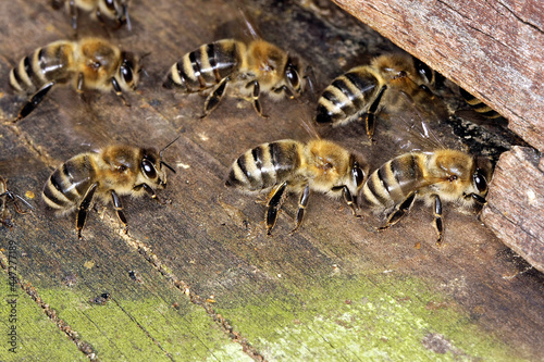 Honigbienen sorgen für einen Luftaustausch im Bienenstock. Thüringen, Deutschland, Europa - Honey bees ensure an exchange of air in the hive. Thuringia, Germany, Europe