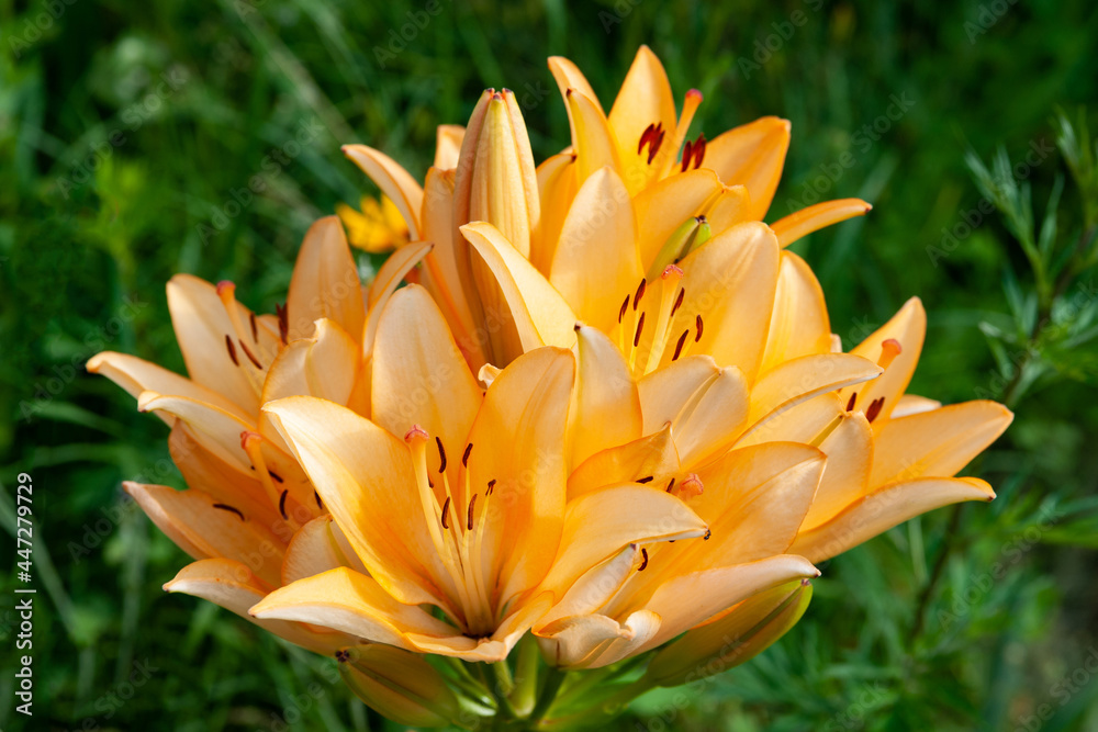 Lily flowers. Close-up of large orange-pink lily flowers. Daylily in the garden. Garden summer flowers. Selective soft focus. Lily flowers. Close-up of large orange-pink lily flowers. Daylily in the garden. Garden summer flowers. Selective soft focus.