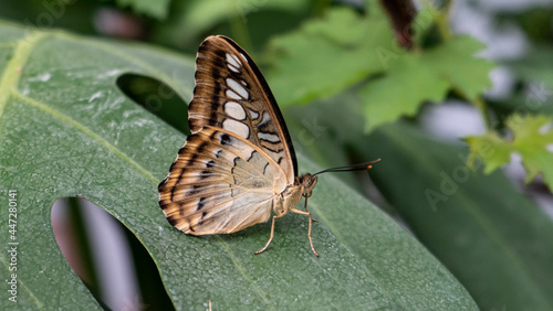 Closeup of Colorful Blue Clipper Butterfly (Parthenos Sylvia) With Lilac Blue Markings on Its Open Wings on a Leaf. This Large Butterfly Is Commonly Found in Southeast Asia.