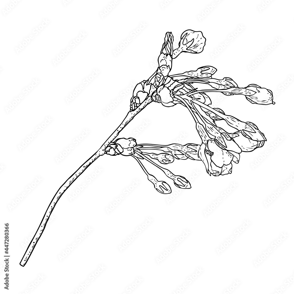 Sakura twig. Cherry blossom branch. National flowers of Japan botanical illustration in black and white. Hand drawn tree stick with buds and pops blooms, leaves, petals. Vector. Sakura twig. Cherry blossom branch. National flowers of Japan botanical illustration in black and white. Hand drawn tree stick with buds and pops blooms, leaves, petals. Vector.